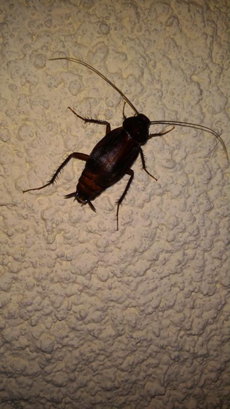 Черный жук похожий на таракана. Сверчок похож на таракана. Насекомые похожие на тараканов. Сверчки похожие на тараканов. Насекомое похожее на таракана.