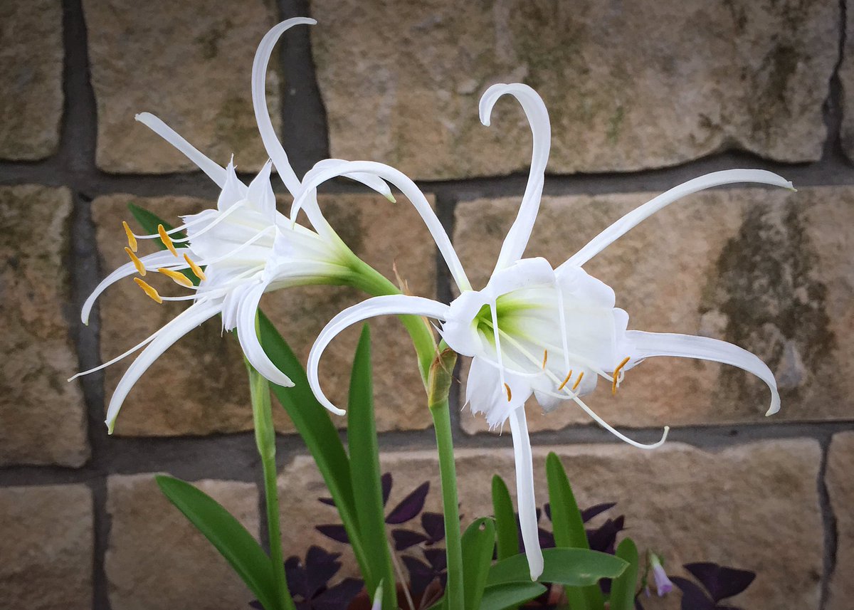Белый цветок домашний название. Лилия Гименокаллис. Луковичные Гименокаллис. Гименокаллис широколистный. Гименокаллис комнатный цветок луковичный.