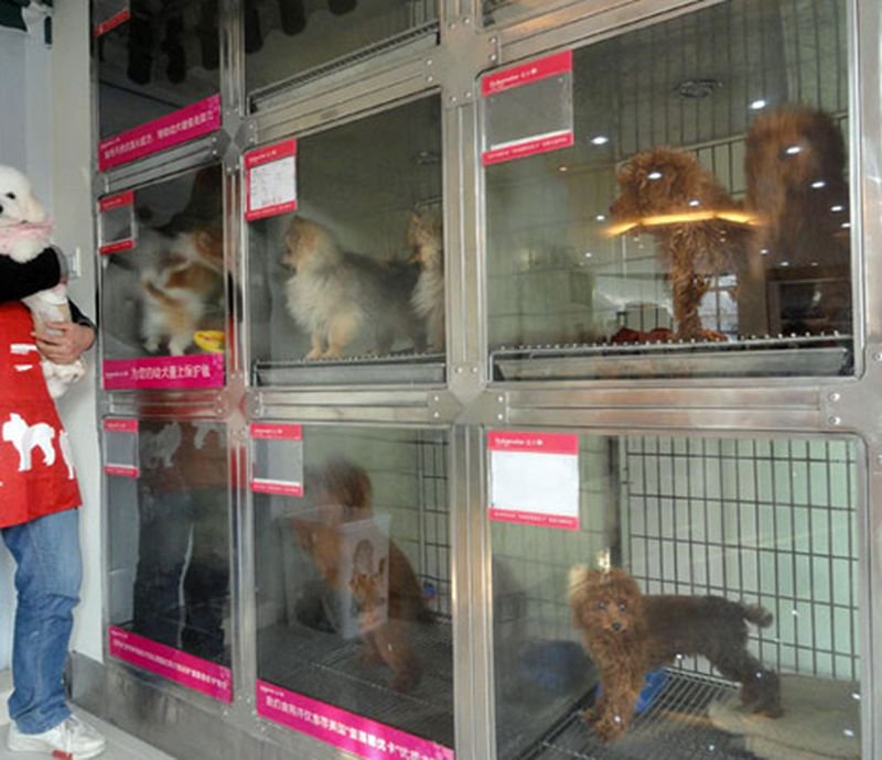 Можно с собаками в тц. Собака в зоомагазине. Щенки в зоомагазине. Зоомагазин щенки продаются. Зоомагазин в Японии.