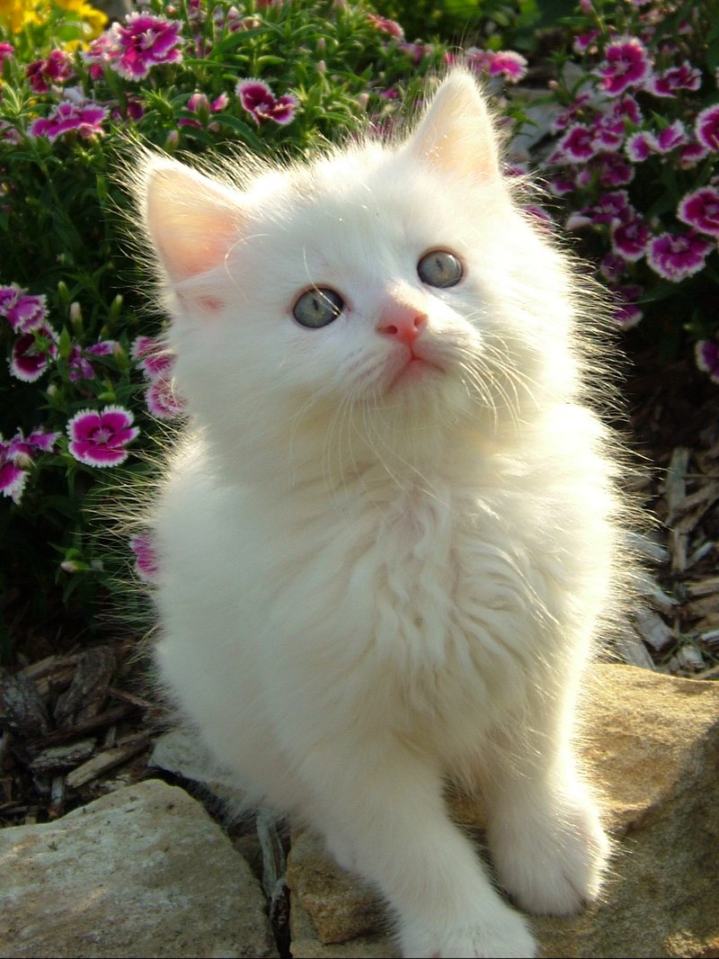 Беленьких котиков. Белый котенок. Белый пушистый котенок. Маленькие котята пушистые. Котята беленькие пушистые.