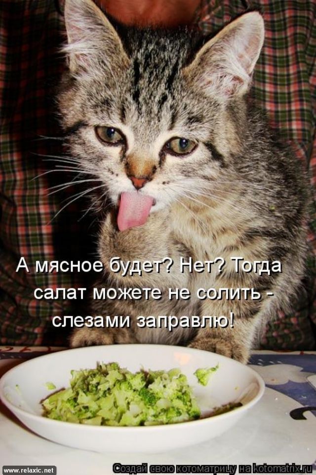 И вкусно и грустно. Салат котик. Кот на диете. Кот с салатом. Кот и еда.