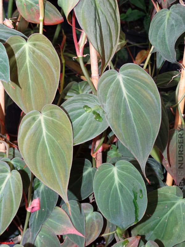 Philodendron Micans