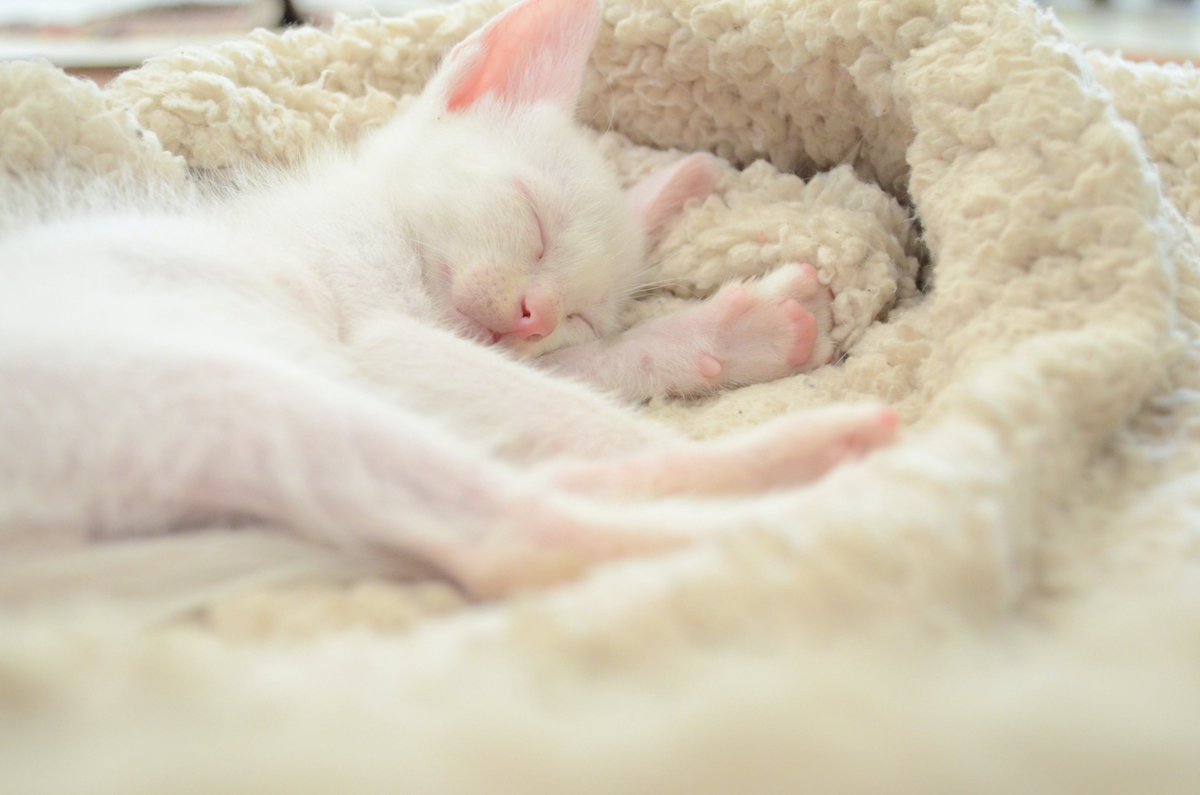 Приснился котенок маленький. Спящий белый котенок. Белая кошка спит. Приснился белый котенок. Спящий белый котенок с утенком.