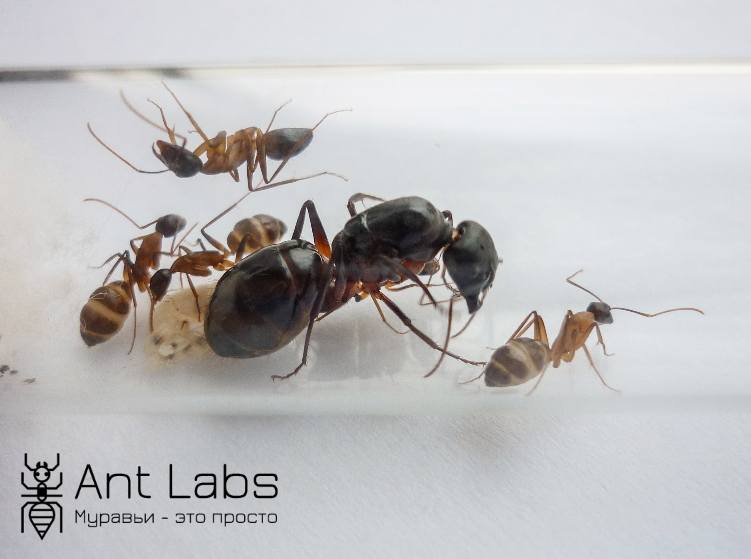 Матка муравья фото