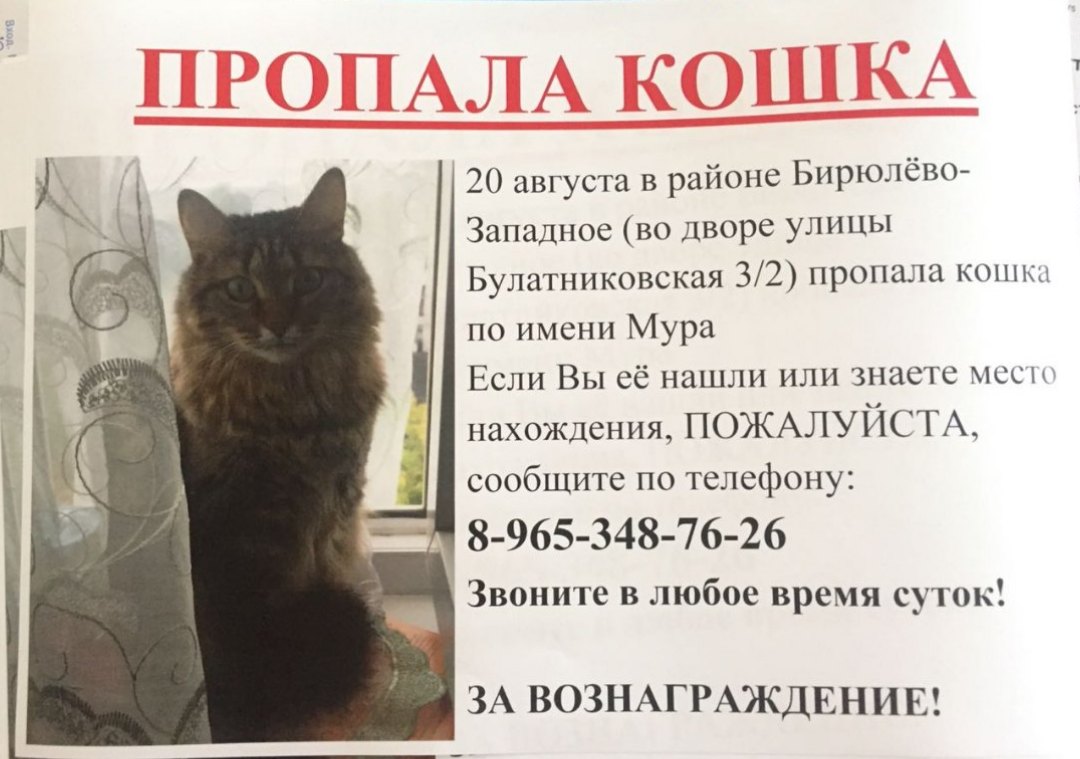 Потеряли кота. Объявление о пропаже. Пропал кот объявления. Пропала кошка объявления. Потерялся кот объявление.