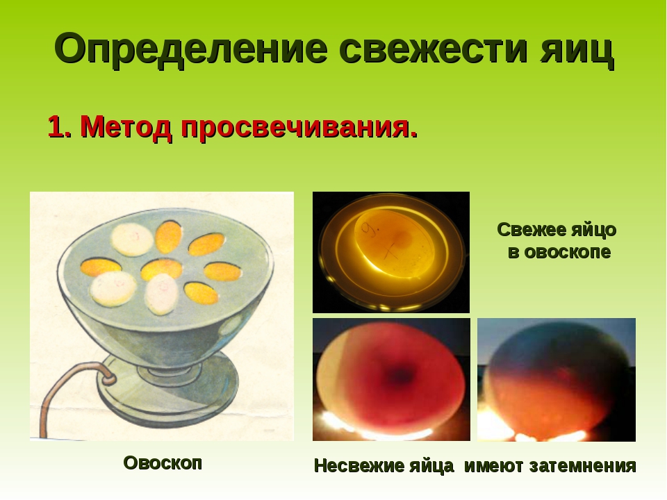 Проверить яйца без овоскопа. Овоскопирование яиц курицы. Яйца при овоскопирование. ОВОСКОПИЯ куриных яиц дефекты. Овоскопирование темных яиц.