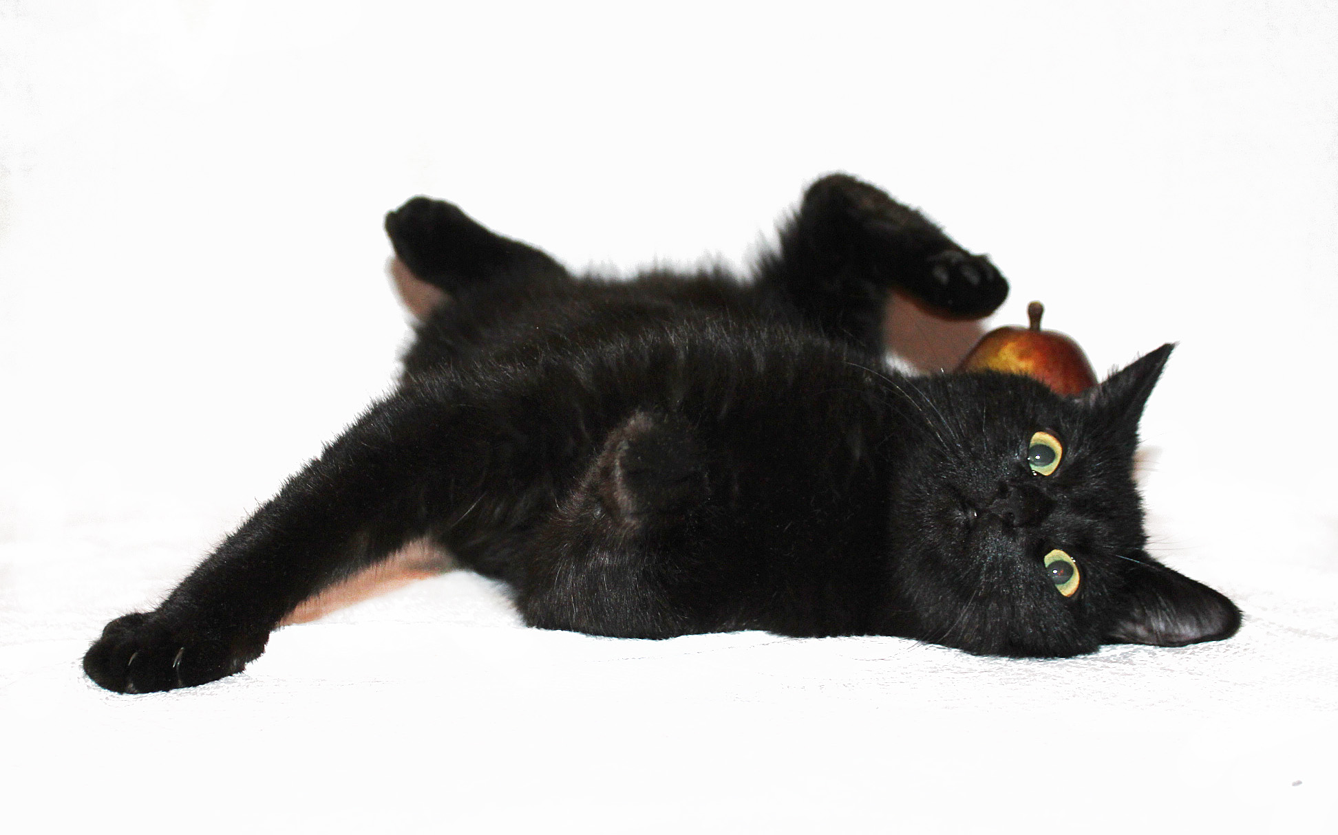 Черный кот лежит