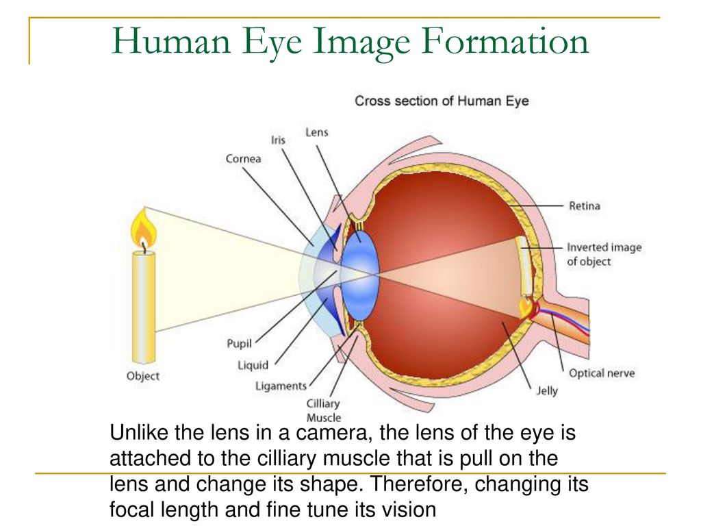 Когда после замены хрусталика восстанавливается зрение глаза. Хрусталики глаза строение глаза. Строение хрусталика глаза. Хрусталик строение и функции. Хрусталик глаза строение и функции.