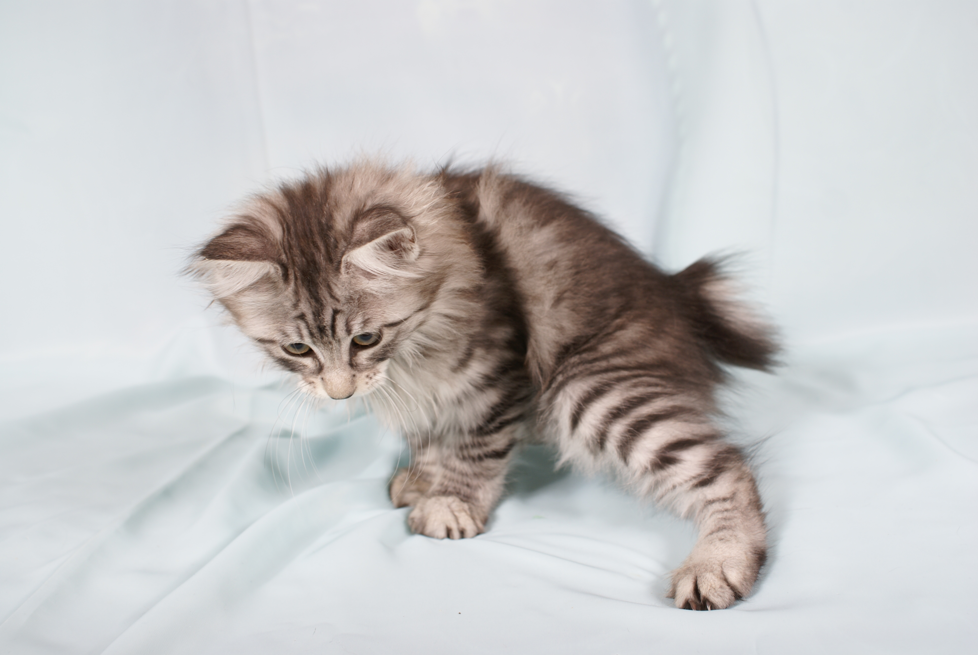 10 Дней бобтейлы котята фото и цена и отзывы