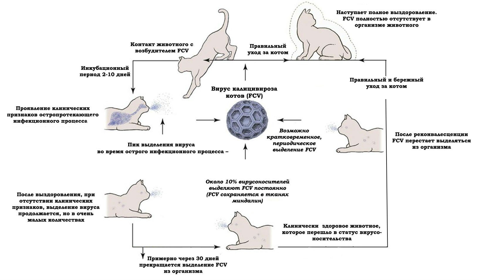 Кальцивироз у кошки схема лечения симптомы и лечение