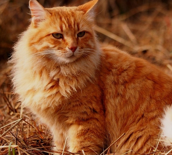 Сонник рыжий кот