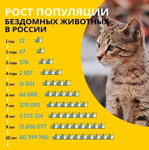 3 кота расписание. Популяция бездомных животных. Бездомные кошки статистика. Рост популяции кошек. Кошачьи года.