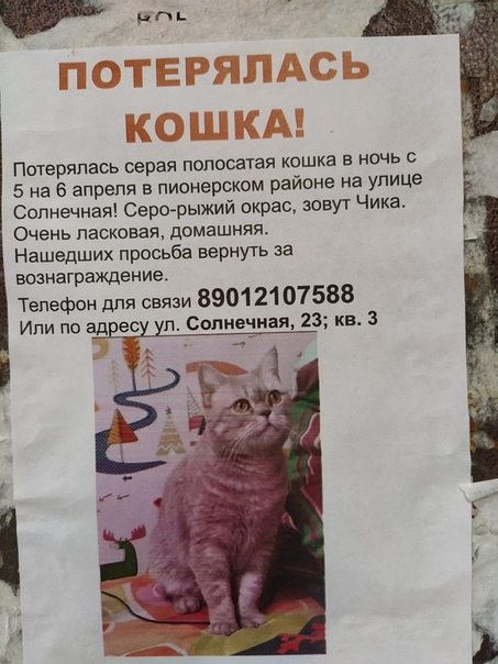 Потерялась кошка. К чему снится кошка которая потерялась. Потерялась кошка Екатеринбург Кировский район Пионерский. Объявление про выбежавшую кошку из квартиры и пропала. Где потерялась кошка Лиссабон.