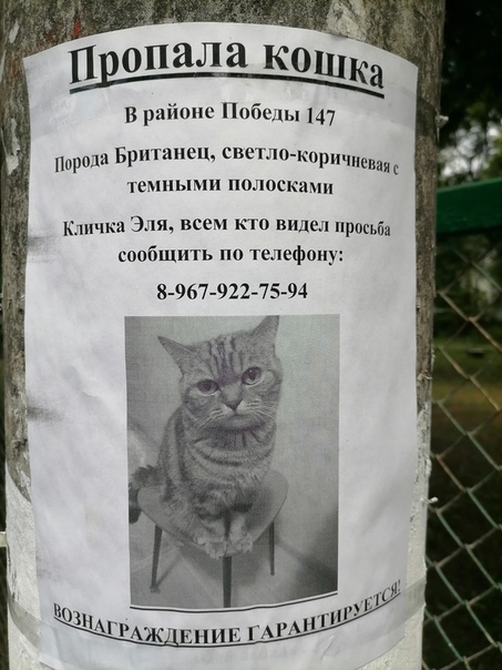 Потеряли кота. Объявление о пропаже кошки. Пропала кошка объявления. Объявление о пропаже. Потерялась кошка объявление.