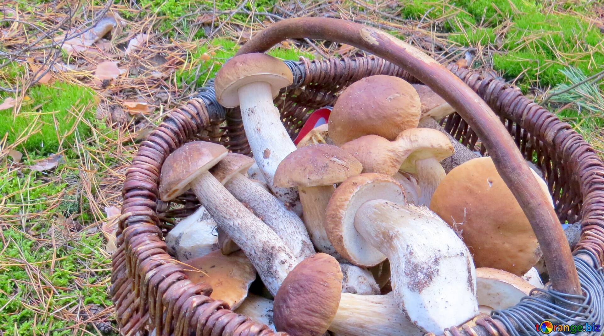 Грибное лукошко замороженные грибы