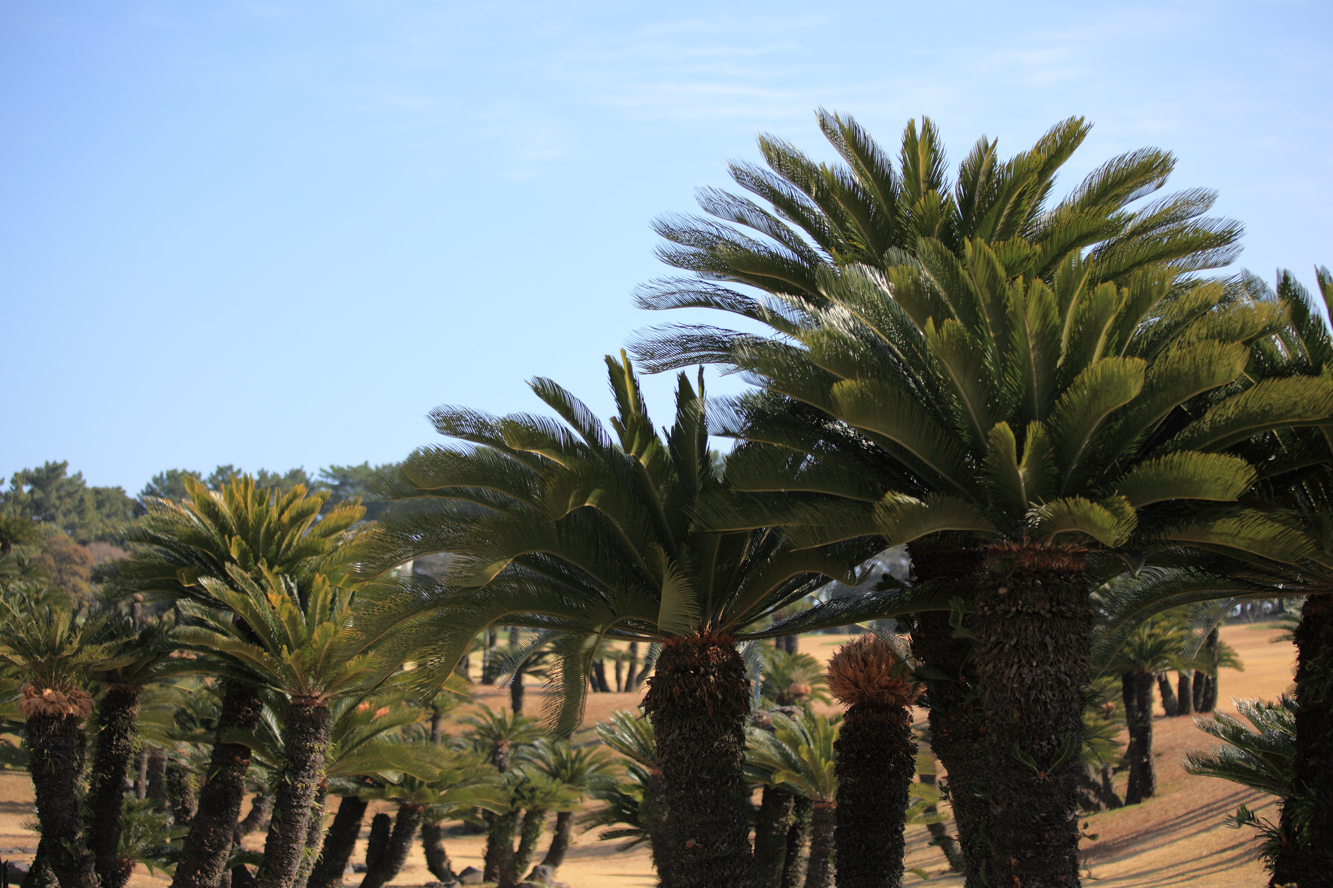 Sago Palm (Cycas revoluta)