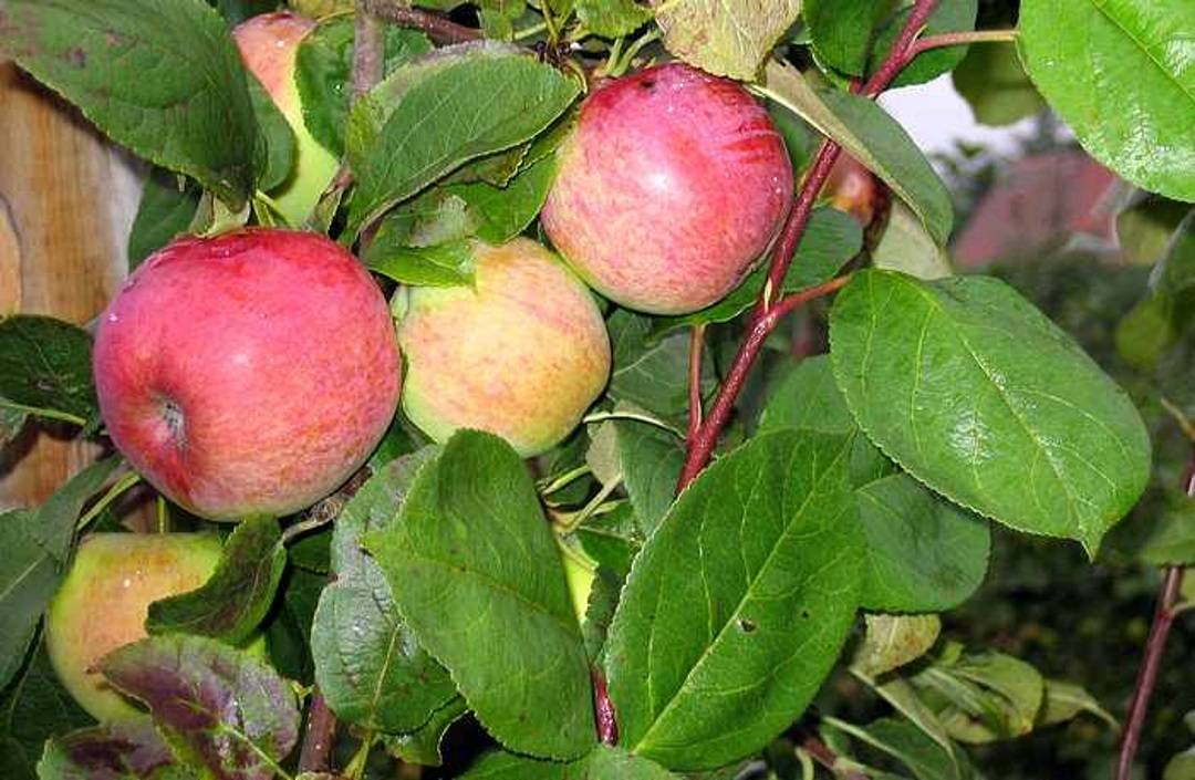 Мельба яблоня фото. Яблоня Мельба. Яблоня Мельба Malus domestica. Яблоня крупноплодная Мелба ред. Колоновидная яблоня Мельба.