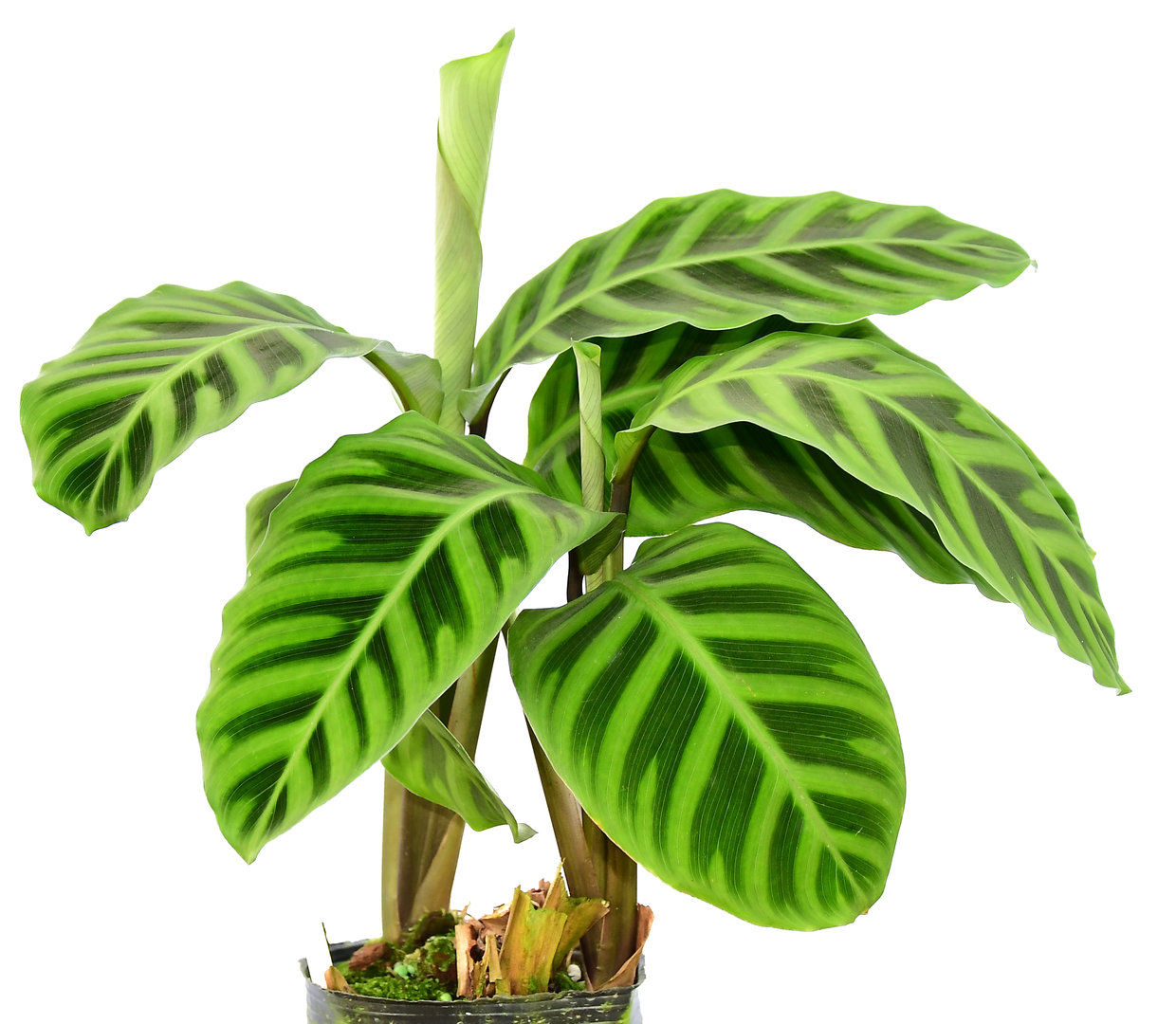 Калатея зебрина. Калатея Zebrina. Calathea Zebrina/Калатея зебрина. Калатея Варшевича.