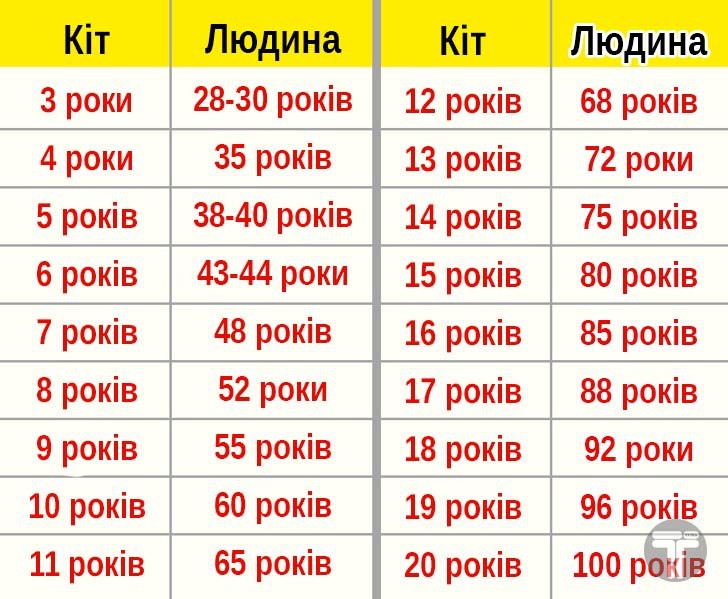 3 года это сколько по человеческим меркам