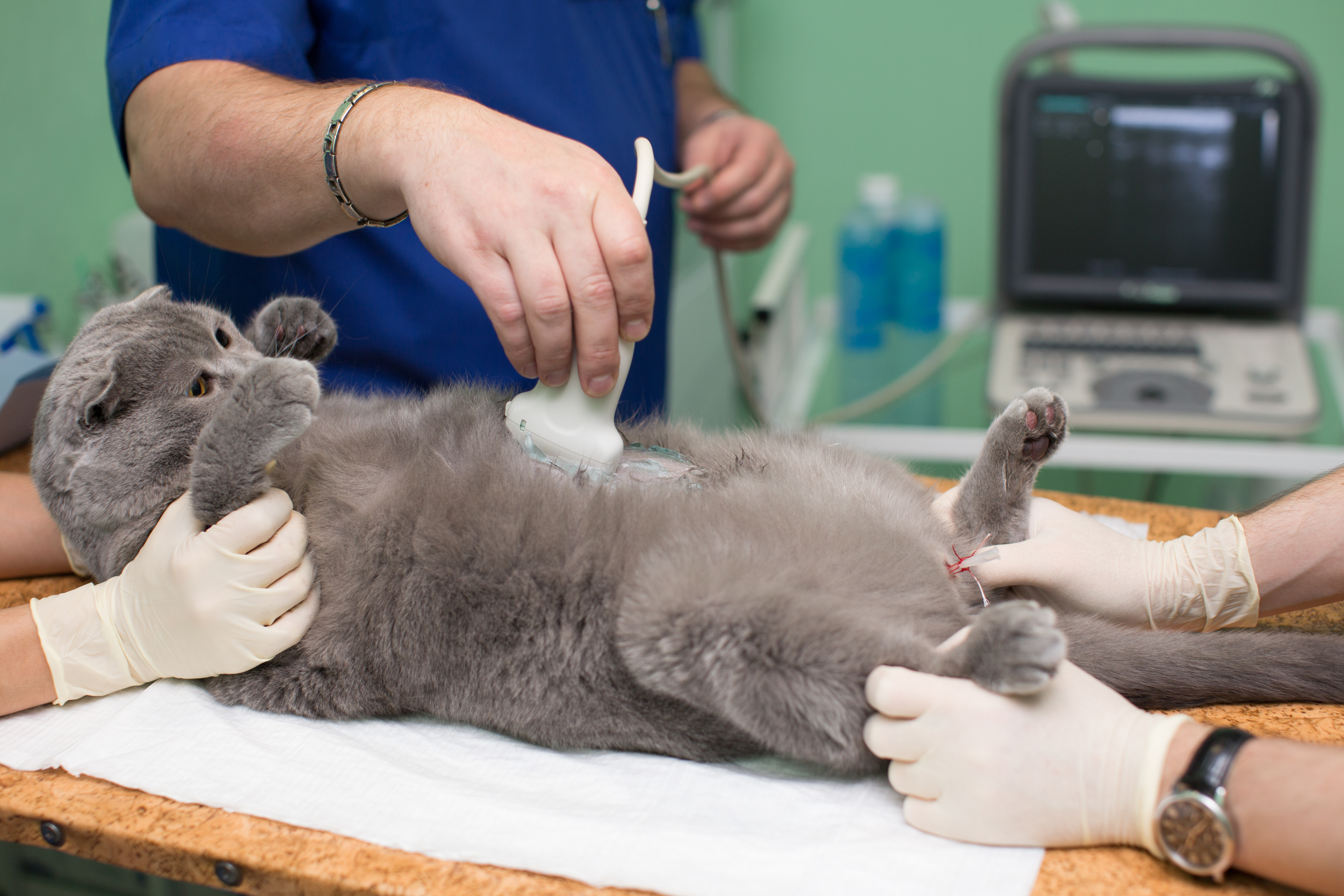 Скольки месяцев можно стерилизовать кошку
