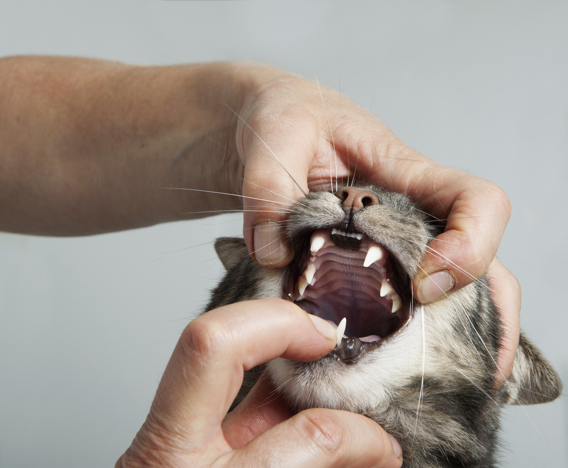 Санация ротовой полости кошки
