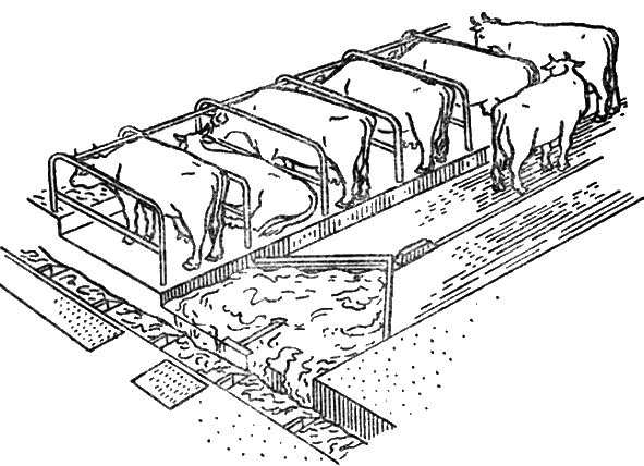 Схема загонов. Мини ферма КРС на 10 голов чертеж. Транспортер для уборки навоза в коровнике. Коровник для беспривязного содержания коров план. Навозоудаление в коровнике транспортером.