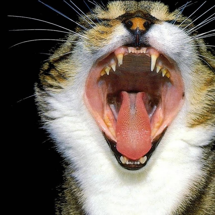 Как расположены зубы у кошек фото