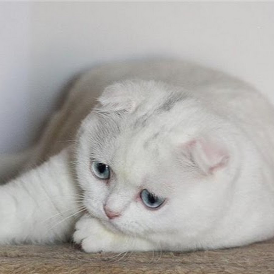 Британская вислоухая белая кошка фото