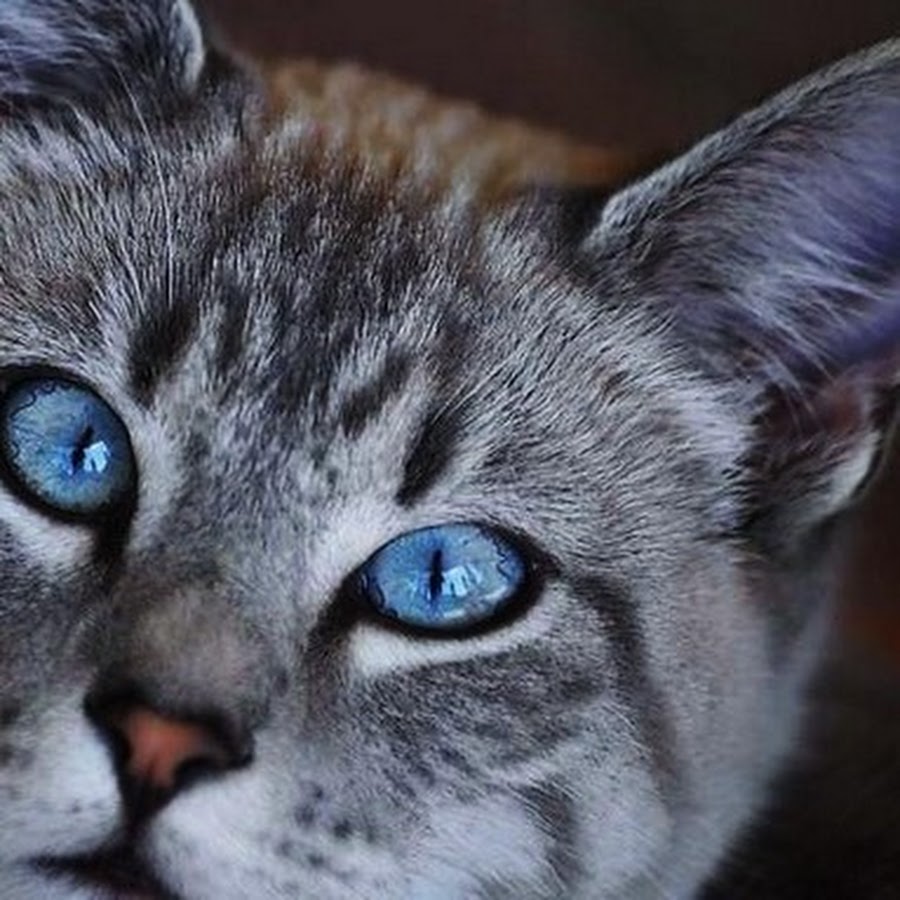 Порода серой кошки с серыми глазами